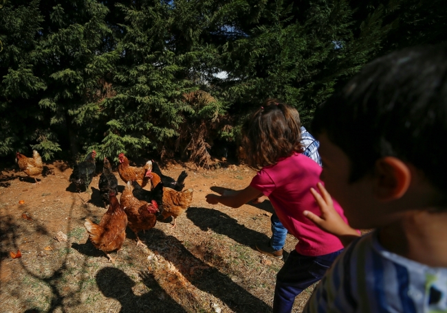 Anaokuluna kurulan çiftlikte çocuklar hayvanlarla iç içe büyüyor